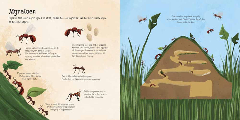 Bolden Jeg ser på … Små insekter